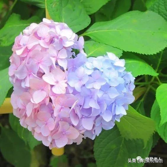 大年初三群相册，有群的都看看，太美了，这辈子见一次值了