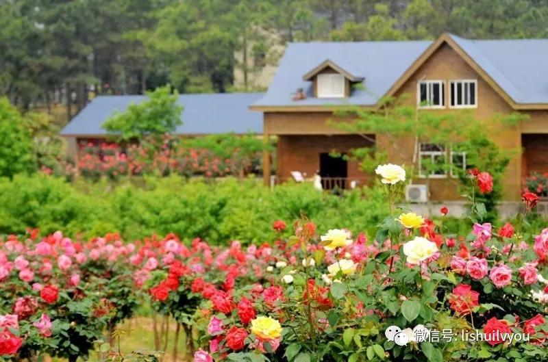南京溧水千亩玫瑰,南京玫瑰园千亩花海迎来盛花期