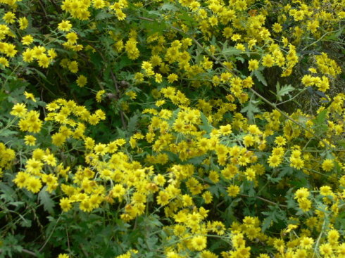 中药野菊花是热性还是寒性,野菊花清热解毒