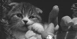 猫咪亲近人不再是玄学，这三招让你重获宠爱