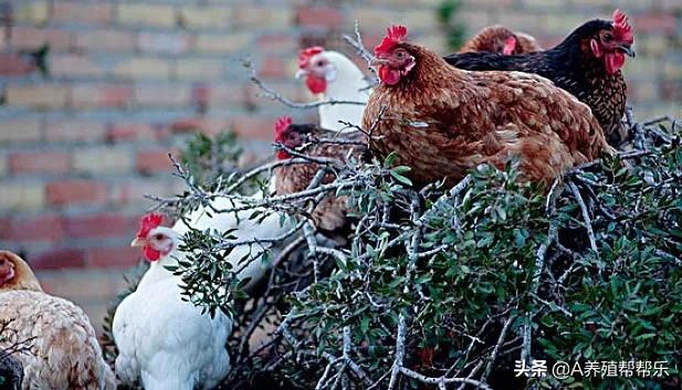 鸡受凉感冒呼吸道问题怎么用药,鸡感冒流鼻涕建议用什么药或方法