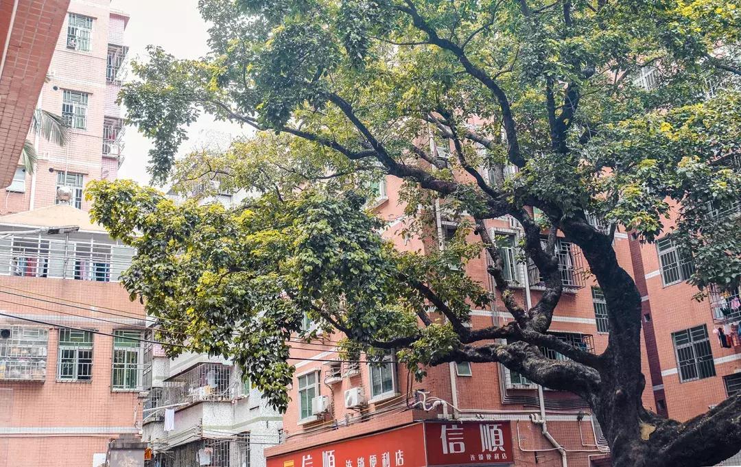 附近莲塘,附近的莲塘