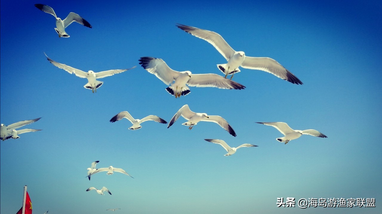 夏天哪凉快，来大连这个小岛，感受真正的夏季如春