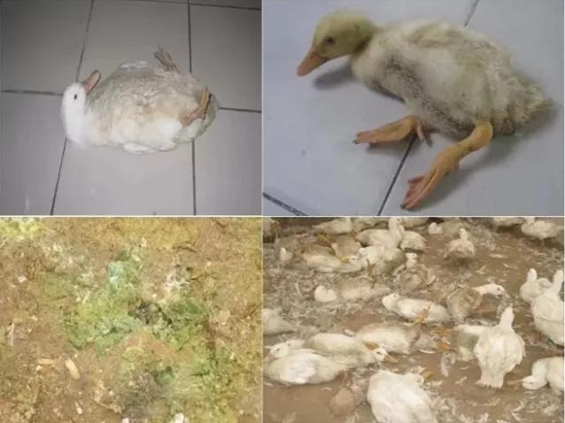 鸭子黄病毒病菌可活多久,鸭黄病毒病治疗