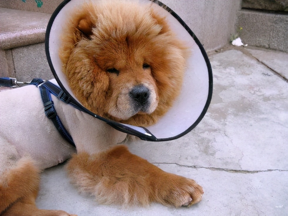 “喜怒无常”的松狮犬，出现咬人行为的6大原因