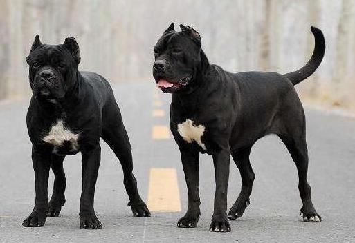 卡斯罗为什么几乎没人养,卡斯罗犬有多可怕