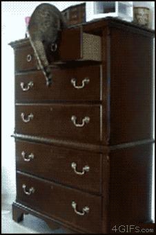 猫比狗聪明吗知乎,猫比狗诚实吗