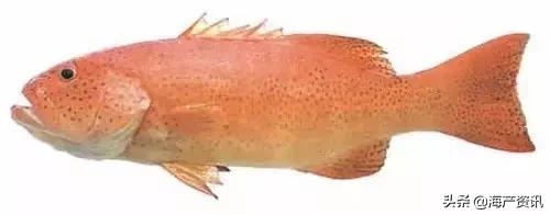 海洋科普世界上都有什么鱼,十种受欢迎的海鲜鱼类