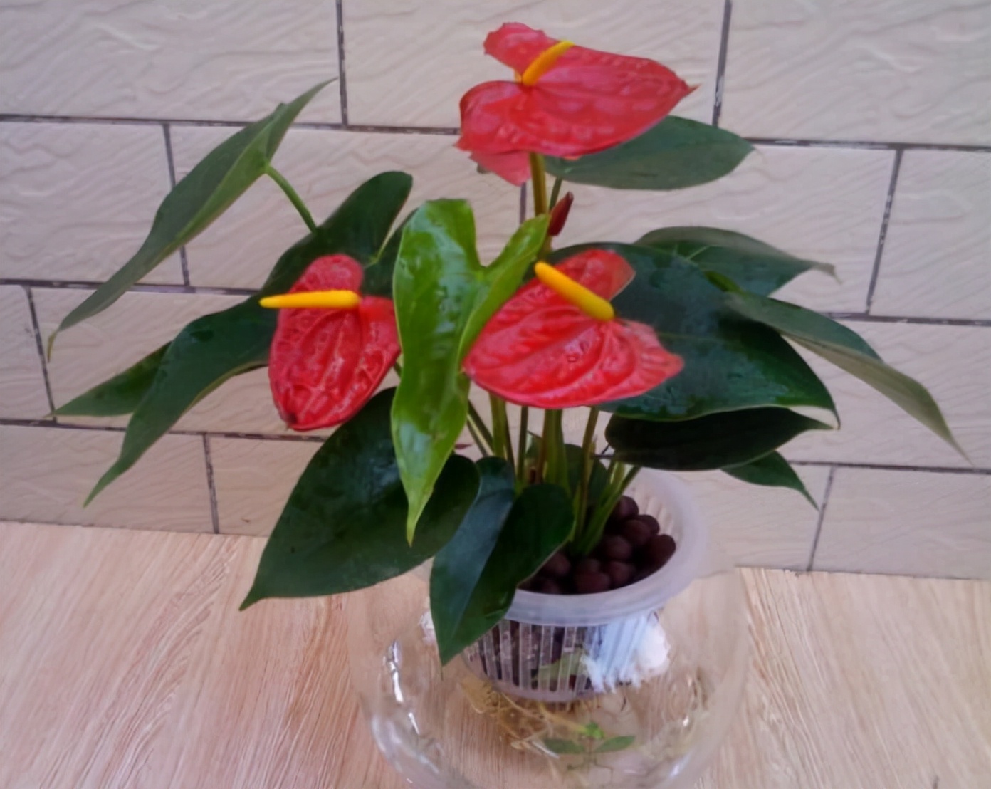 可以水培不需要光的植物,能水培就别土培