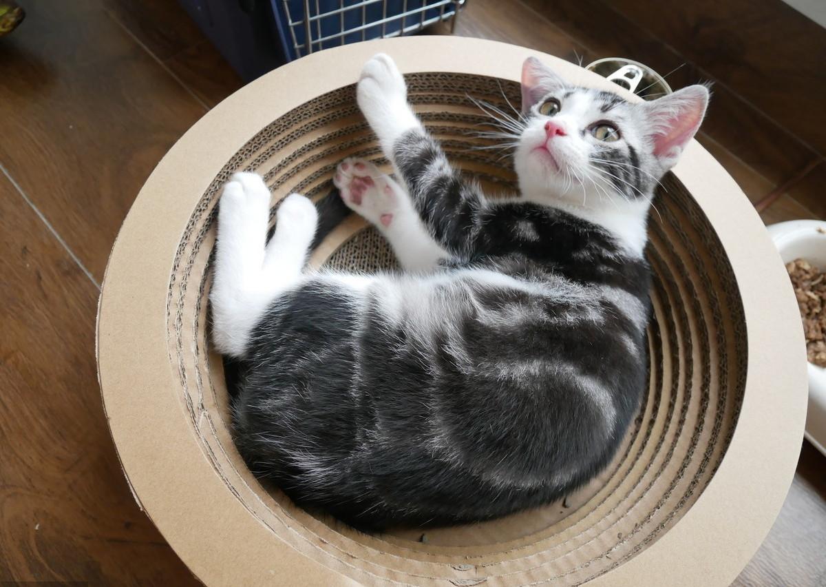 猫咪高冷不亲人,猫咪高冷不和你玩