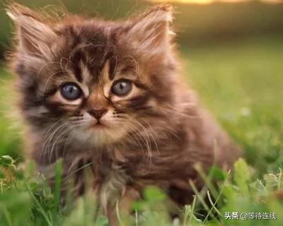 老虎和猫的故事全文,老虎和猫的故事