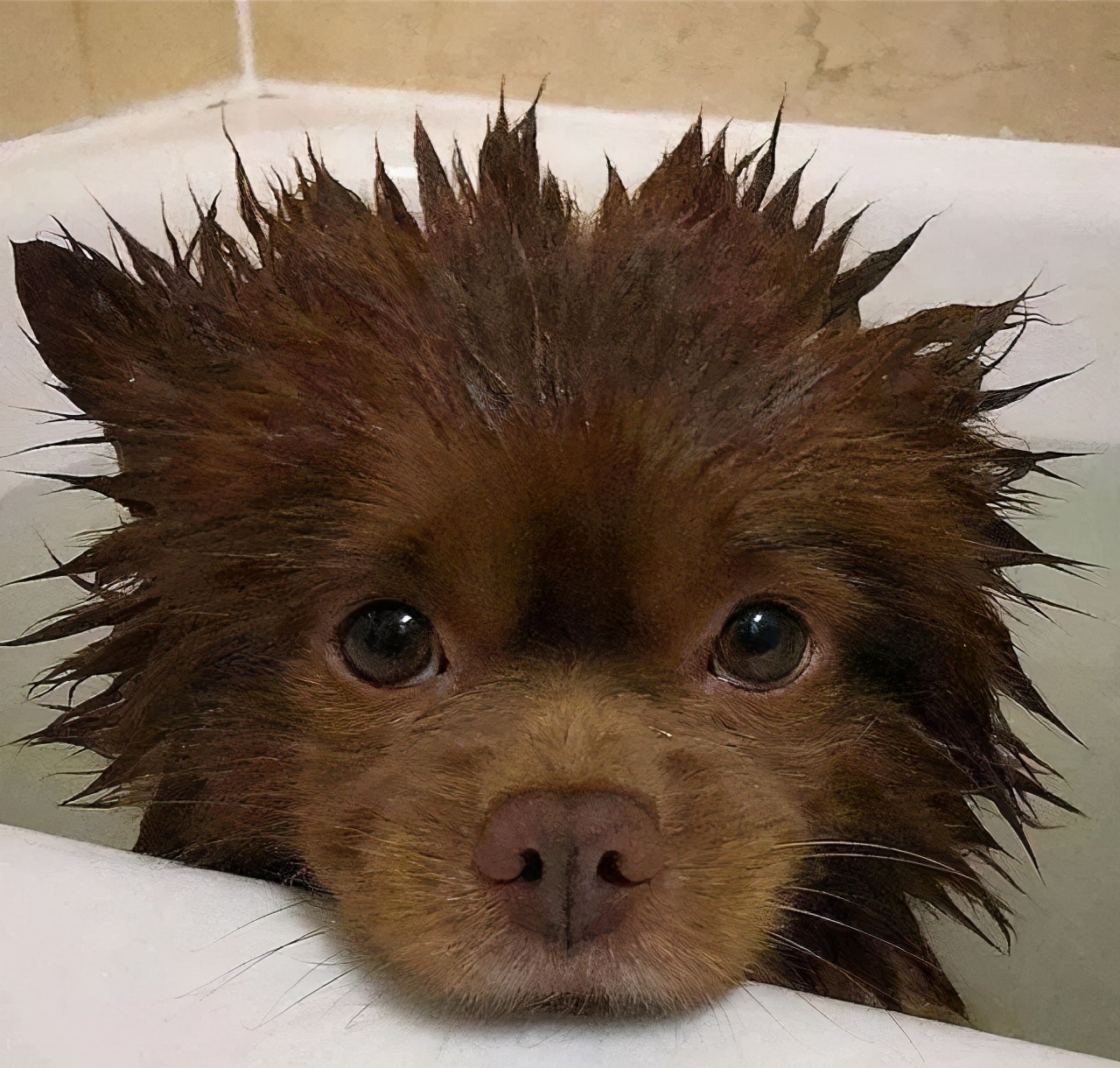 狗狗呕吐的原因及处理方法,狗狗呕吐的6种颜色