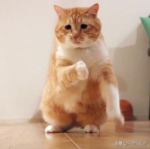 猫咪超过24小时不吃猫粮怎么办,猫咪超过三天不吃东西