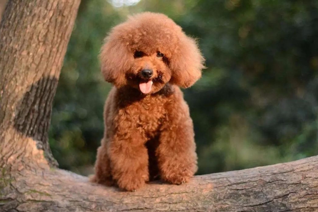 泰迪犬早上吐白色泡沫黄水,泰迪犬吐是怎么回事