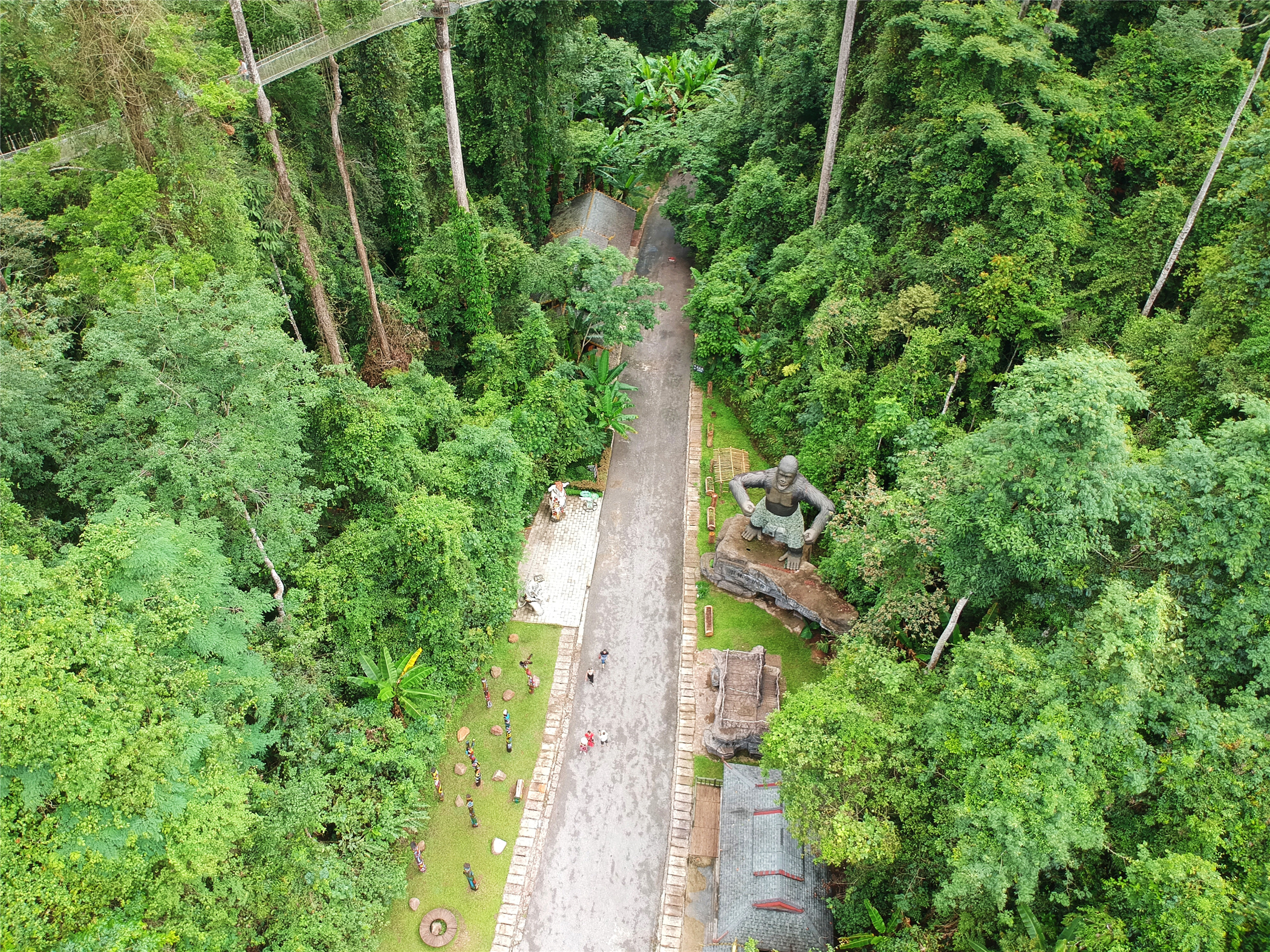 热带雨林丛林深处望天树图片,热带雨林中的望天树