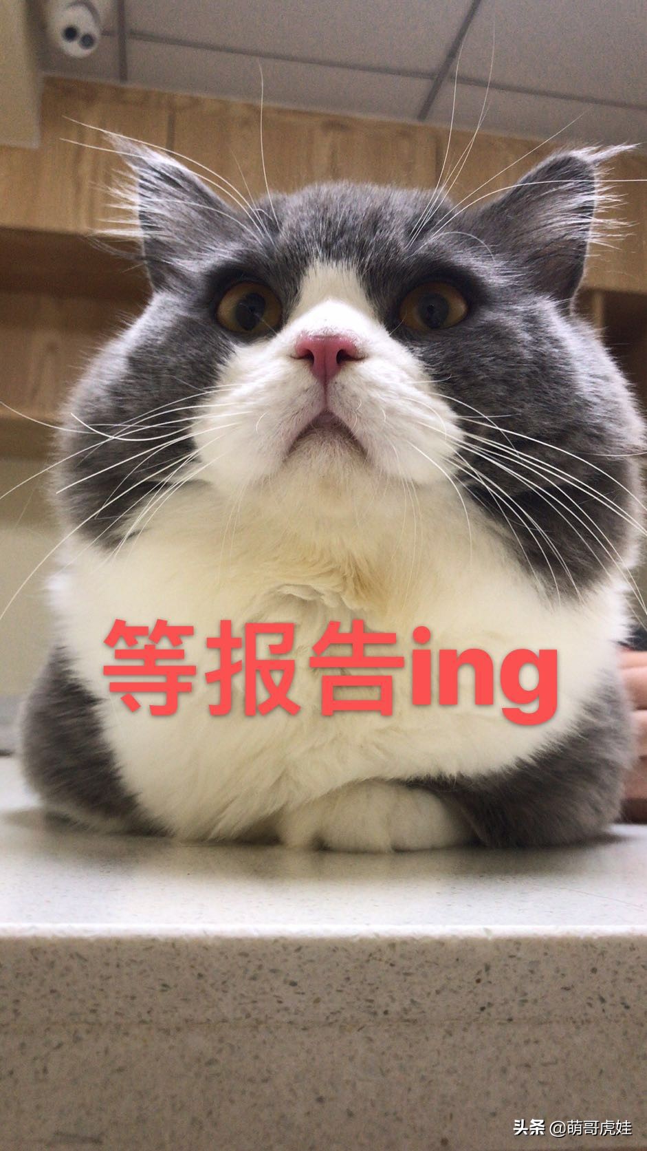 猫有没有不孕不育的,猫咪多大有生育能力公猫