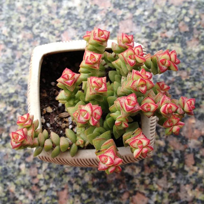 多肉植物科普讲解,林草科普活动方案