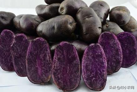 农作物小作坊创业项目,现在农村做什么种植最赚钱最稳