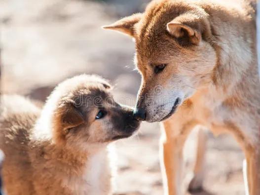 一只狗的重量,一只狗的梦想作文300字