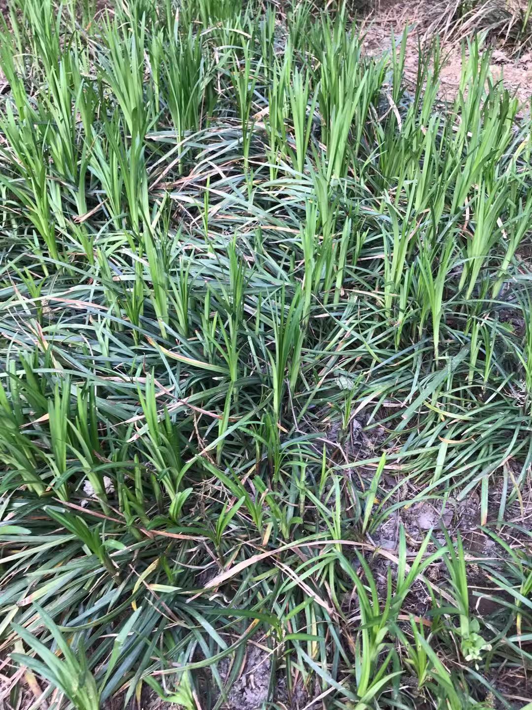 麦冬清肺养阴止咳,滋阴降火麦冬