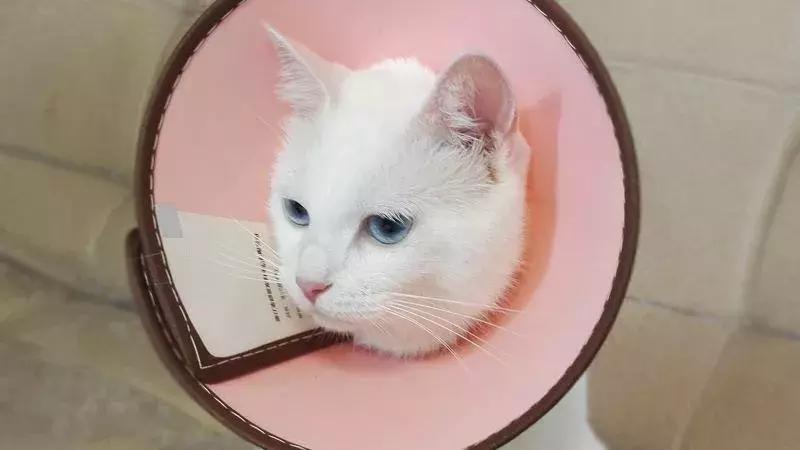 家里养猫但不碰猫也会得猫癣吗,猫得了猫癣怎么治好得快