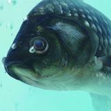 鱼钩钓鱼真实方法,钓鱼科普鱼钩图片