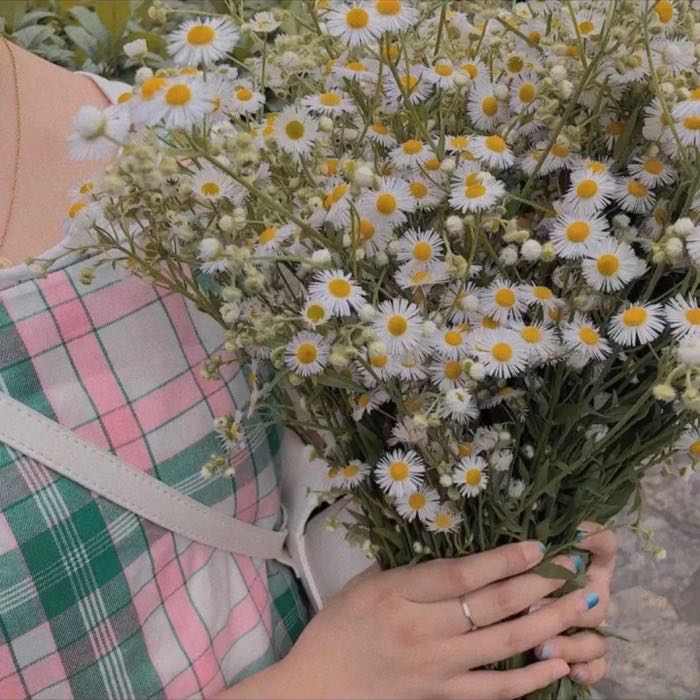 小雏菊带香味,小雏菊花果香