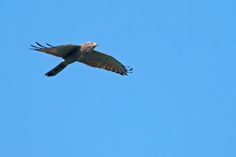 索尼alpha6000使用方法,索尼alpha6000使用技巧