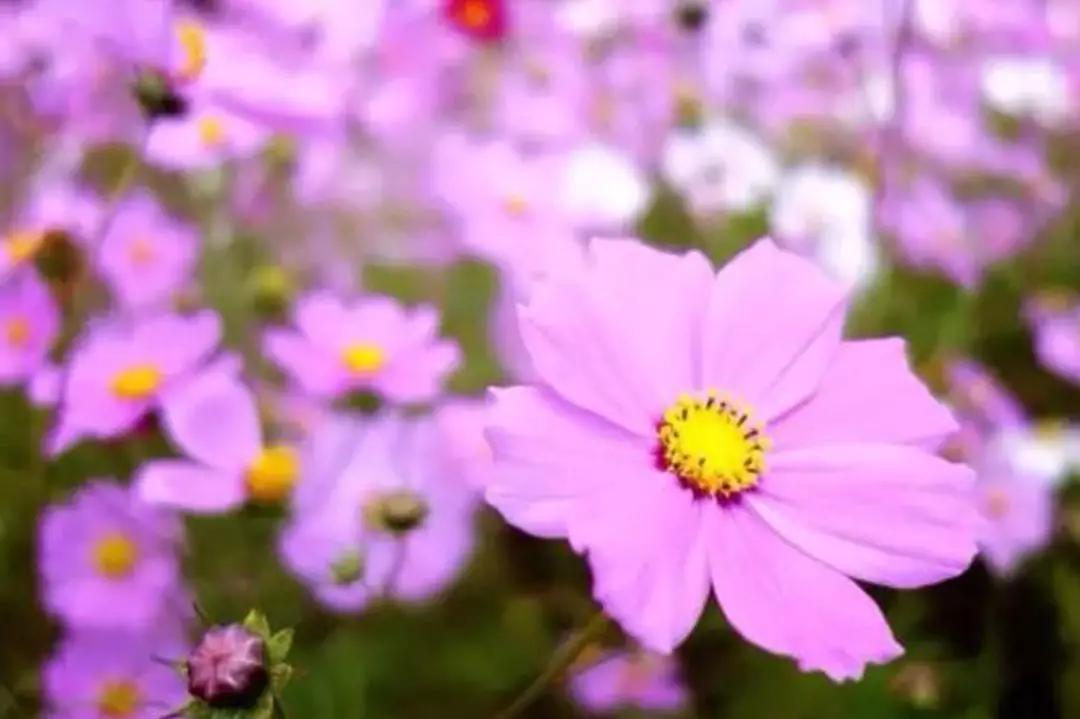 张北最美的景区是哪里,最美的草原自驾游路线攻略