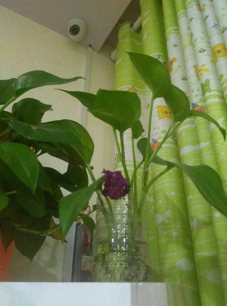 养花水臭怎么办,养花臭水烂根