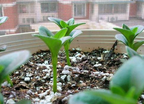 金鱼吊兰怎么养能养成老桩,怎样养殖金鱼吊兰才会花开旺