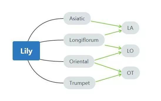 百合怎么样养得更持久,百合新手