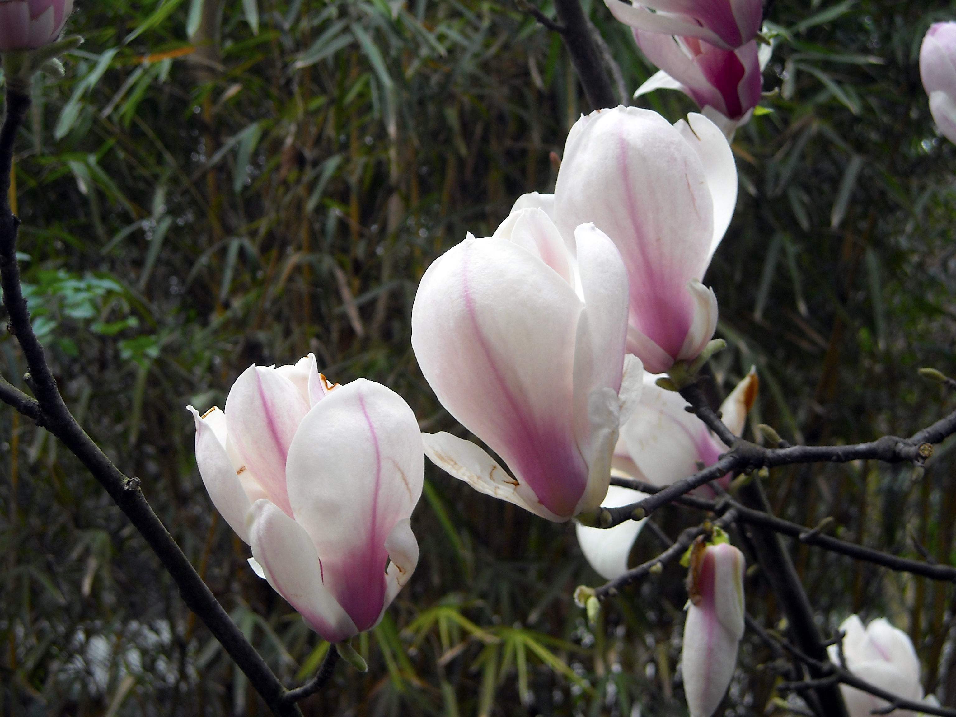 成都杜甫草堂一日游,到成都必须玩的景点是哪几个