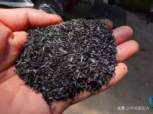 夏季室内小黑飞怎么消灭最彻底,防小黑飞的植物