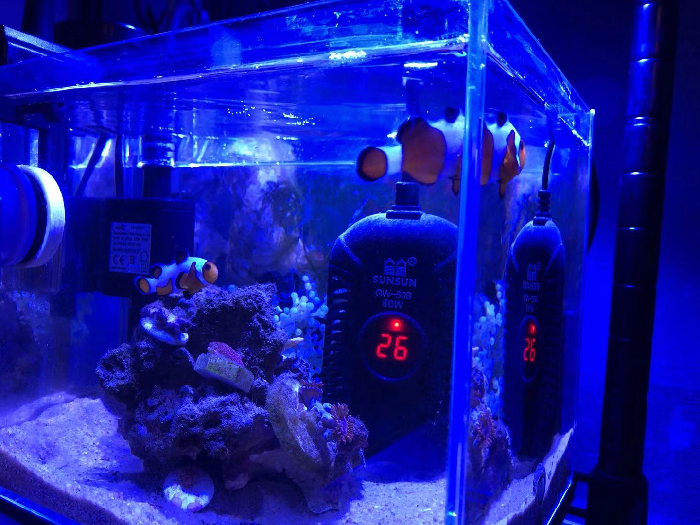 怎么养小丑鱼简单,怎么养出好小丑鱼