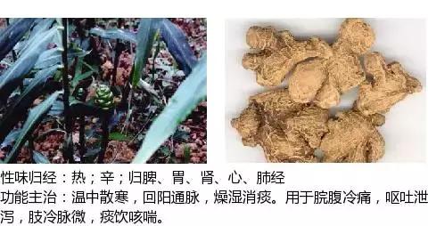 常用中草药名称大全图片及药效,常用中草药药效大全