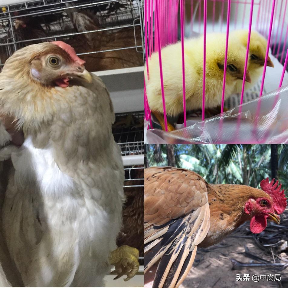 鸡小肚子疼是什么原因,鸡为什么肚子疼