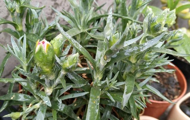 怎么养能让康乃馨快速开花,康乃馨花苞到家怎么放花盆里