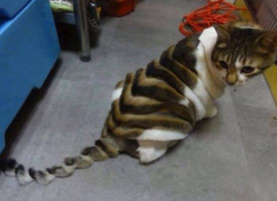 夏天猫咪怎么度过的,夏天猫咪怎么避暑旅游