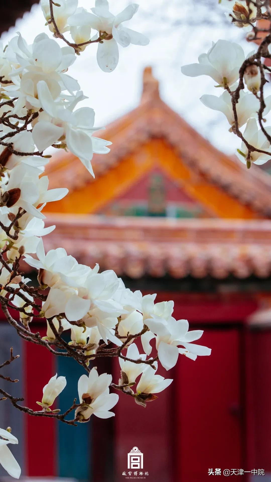 故宫重新开放！这一季错过的春色统统还给你