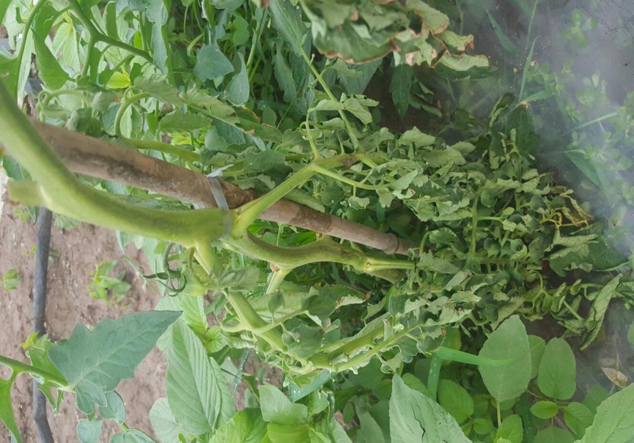 如何进行作物缺素症状的田间识别,缺素病害详解大全