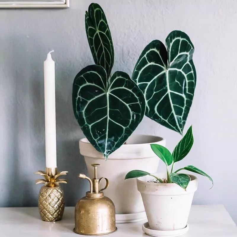 94种常见唯美观叶植物,会开花的绿色硬叶植物