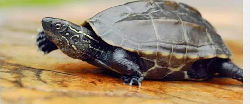 草龟怎么养出刀刻纹,草龟怎么养成墨龟