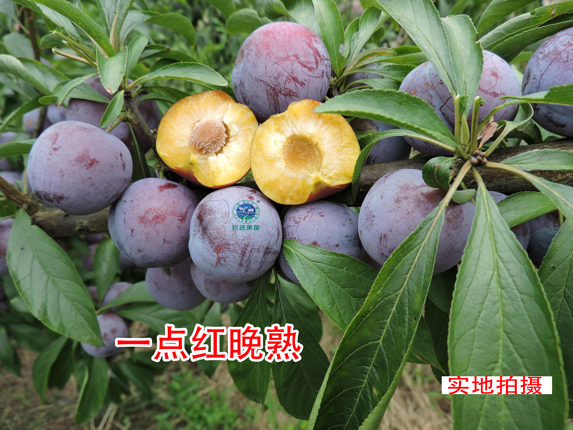 哪种李子效益最好,李子效益如何