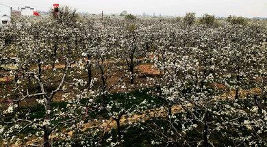 宁陵万亩梨园梨花节几号结束,宁陵梨花节是什么时间举行的