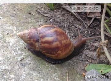 非洲蜗牛足有2斤重，入侵我国多年，云南河口被迫更换蔬菜品类