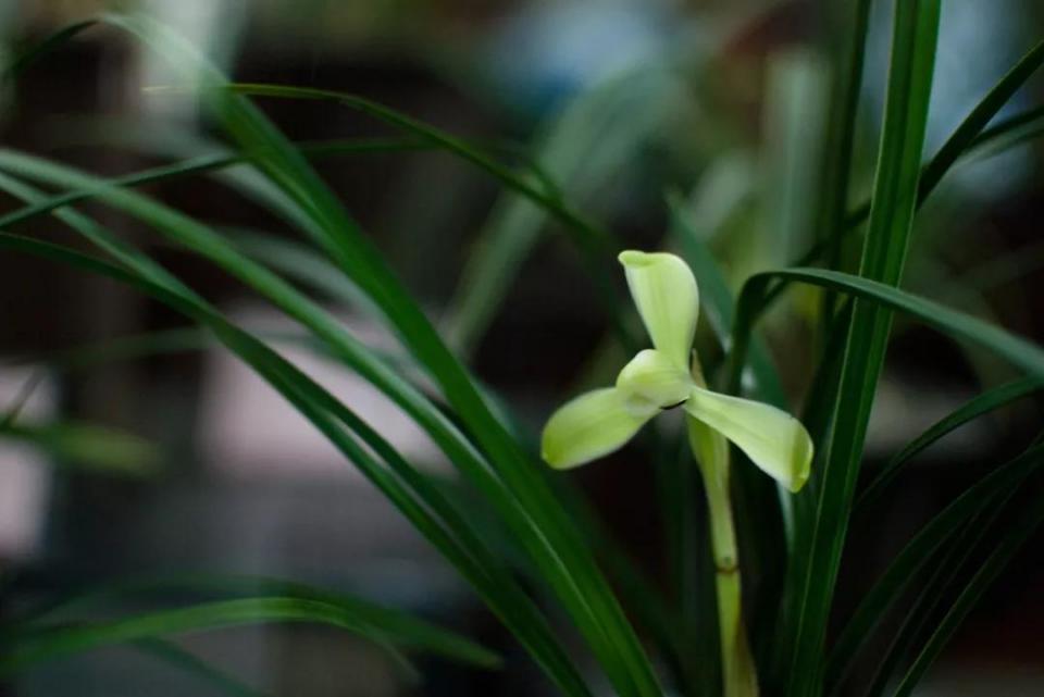 人民币花卉图案分别是什么花,19年第五版人民币花卉