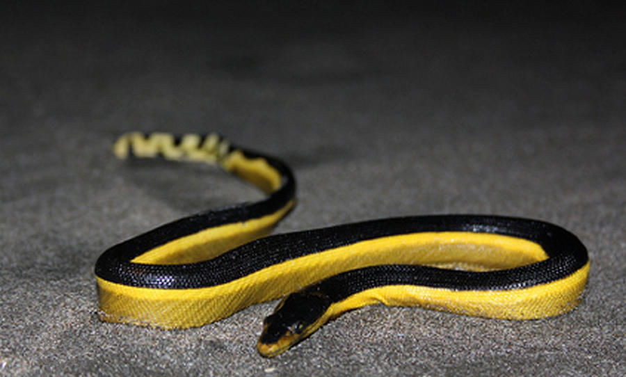 有毒蛇标志,有毒蛇的视频