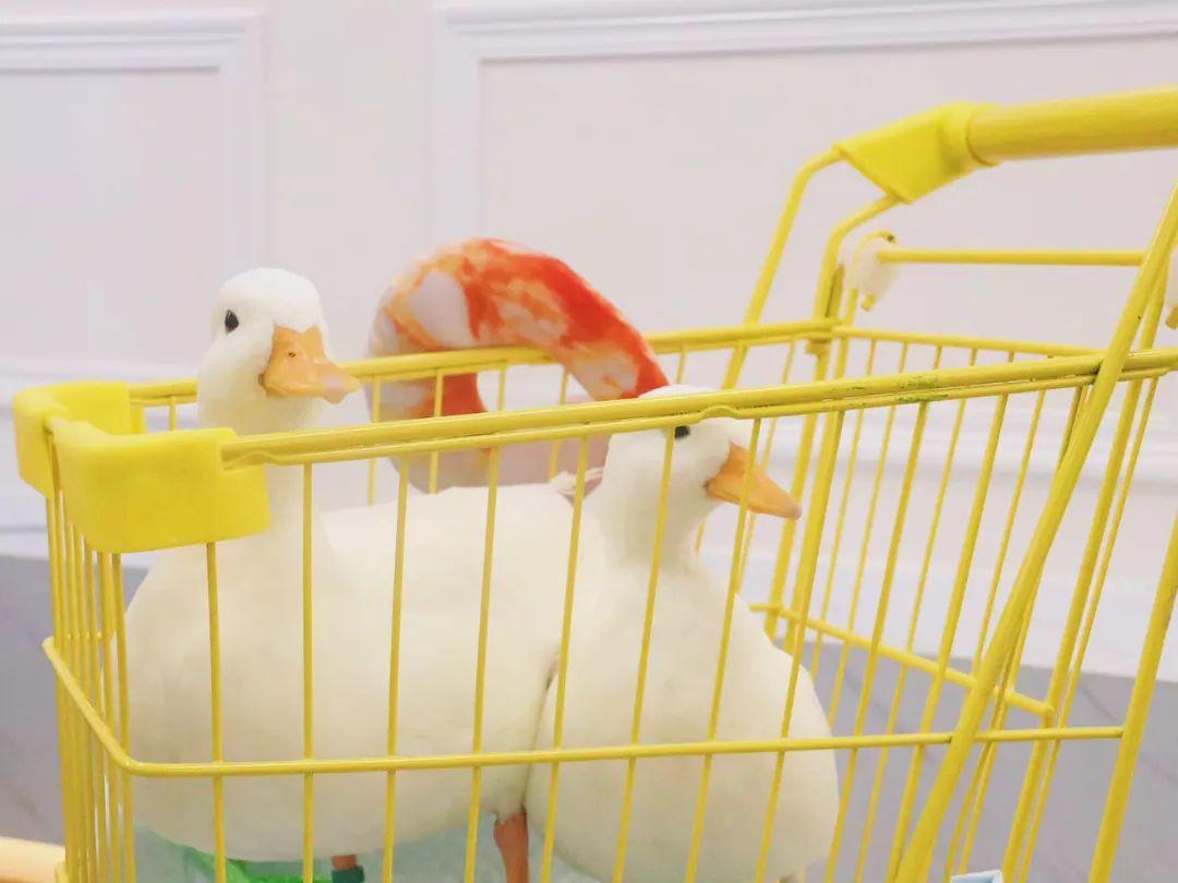 深圳10家顶级餐厅,深圳10大必吃的餐厅