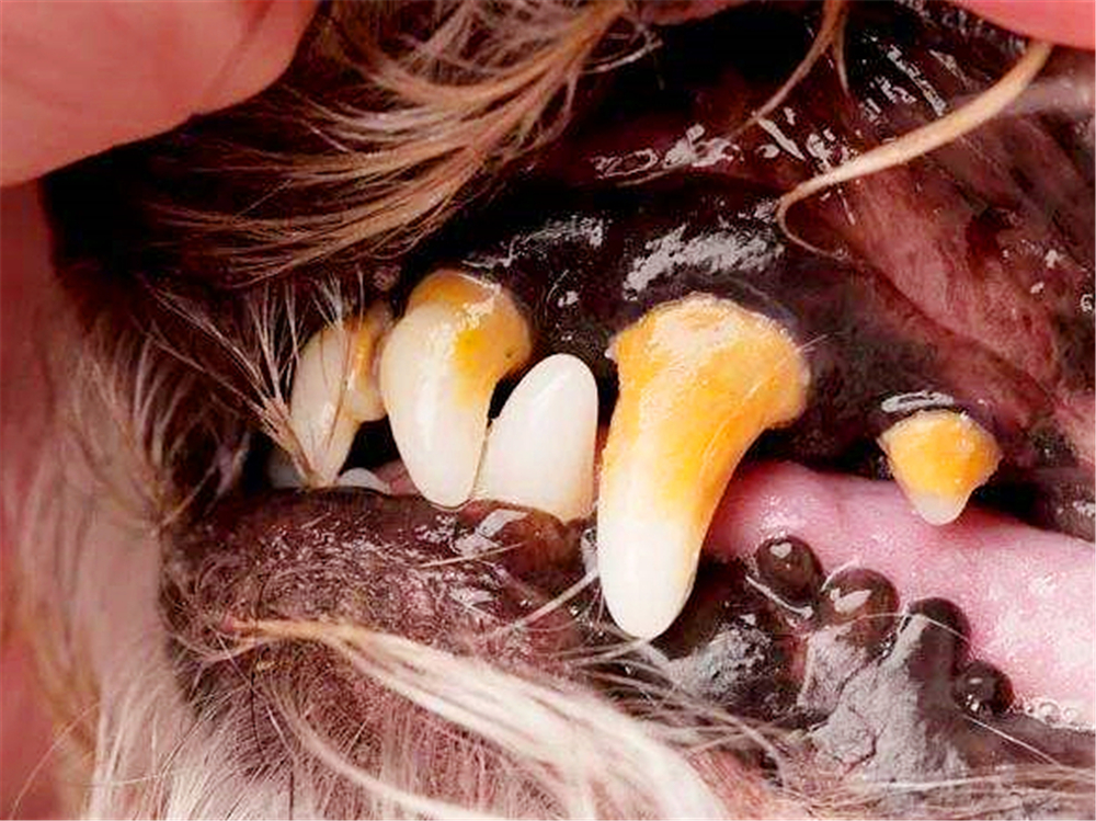 狗狗如何保养牙齿不口臭,狗狗牙齿脏又不让刷牙怎么办